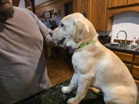 Male, a male Labrador Retriever for sale in Batesburg, SC – 2 of 2