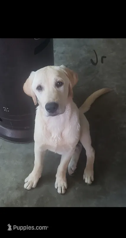 Junior – Labrador Retriever puppy for sale in Batesburg, SC
