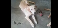 Licker, a male Labrador Retriever for sale in Batesburg, SC – 2 of 4