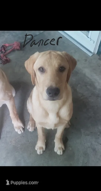 Dancer – Labrador Retriever puppy for sale in Batesburg, SC