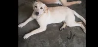 Junior, a male Labrador Retriever for sale in Batesburg, SC – 2 of 3