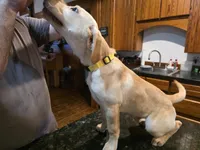 Male, a male Labrador Retriever for sale in Batesburg, SC – 3 of 3
