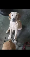 Licker, a male Labrador Retriever for sale in Batesburg, SC – 1 of 4