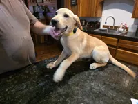 Male, a male Labrador Retriever for sale in Batesburg, SC – 2 of 3