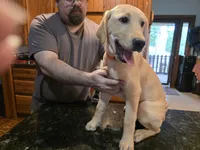 Male, a male Labrador Retriever for sale in Batesburg, SC – 2 of 2