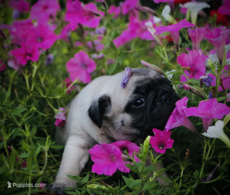 Sherman – Pug puppy for sale in Spring Hope, NC