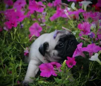 Sherman, a male Pug for sale in Spring Hope, NC – 1 of 5