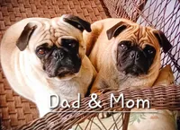 Sherman, a male Pug for sale in Spring Hope, NC – 5 of 5