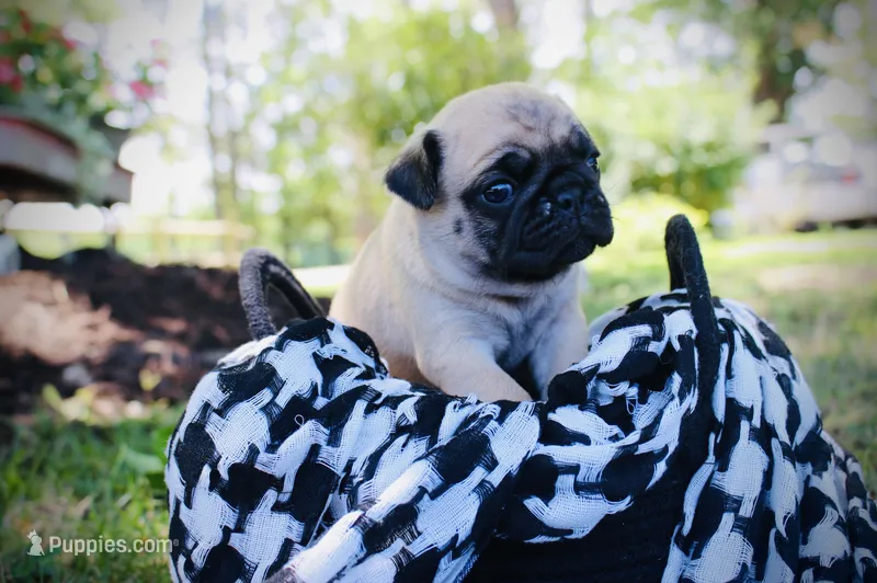 Bella  – Pug puppy for sale in Spring Hope, NC