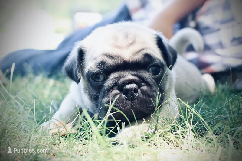 Rett  – Pug puppy for sale in Spring Hope, NC