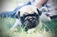Rett , a male Pug for sale in Spring Hope, NC – 1 of 5
