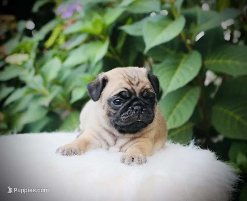 Lenny  – Pug puppy for sale in Spring Hope, NC