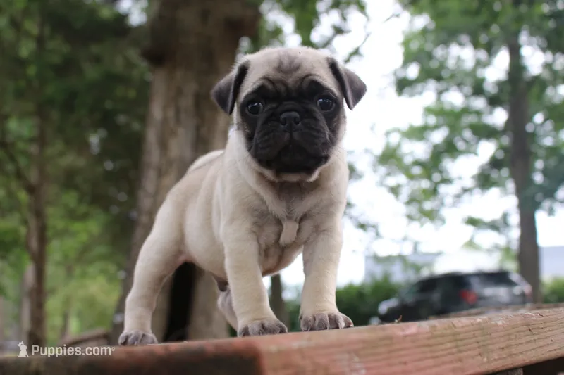 Sherman – Pug puppy for sale in Spring Hope, NC