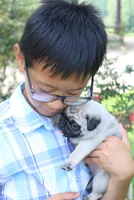 Bella , a female Pug for sale in Spring Hope, NC – 3 of 5
