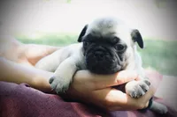 Sherman, a male Pug for sale in Spring Hope, NC – 2 of 5