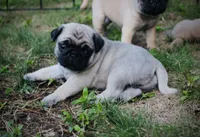 Rett , a male Pug for sale in Spring Hope, NC – 2 of 5