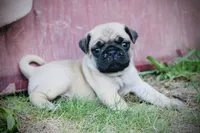 Bella , a female Pug for sale in Spring Hope, NC – 2 of 5