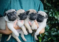 Bella , a female Pug for sale in Spring Hope, NC – 4 of 5