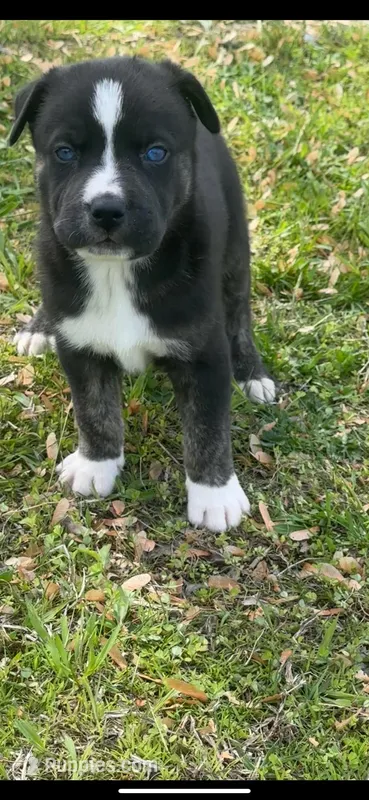 Pitsky – Siberian Husky, American Pit Bull Terrier puppy for sale in Greensboro, NC