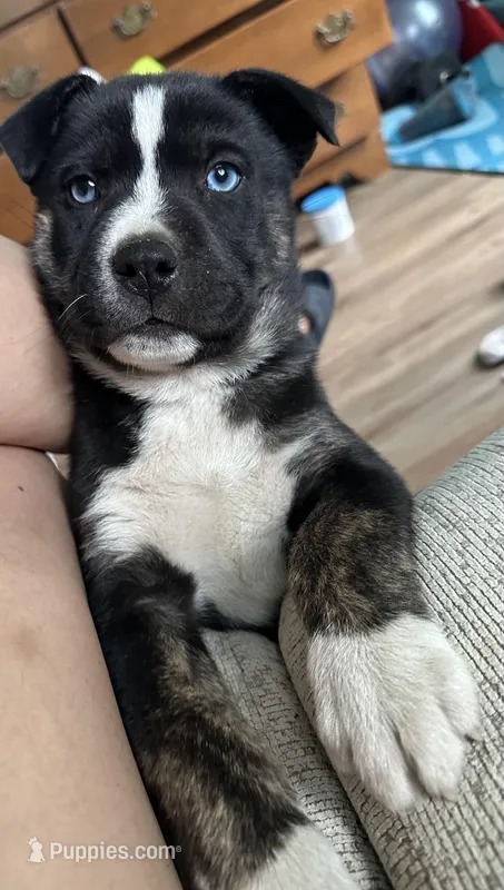 Pitsky – Siberian Husky, American Pit Bull Terrier puppy for sale in Greensboro, NC