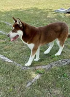 Teddy , a male Siberian Husky for sale in Greensboro, NC – 3 of 3