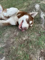 Teddy , a male Siberian Husky for sale in Greensboro, NC – 2 of 3