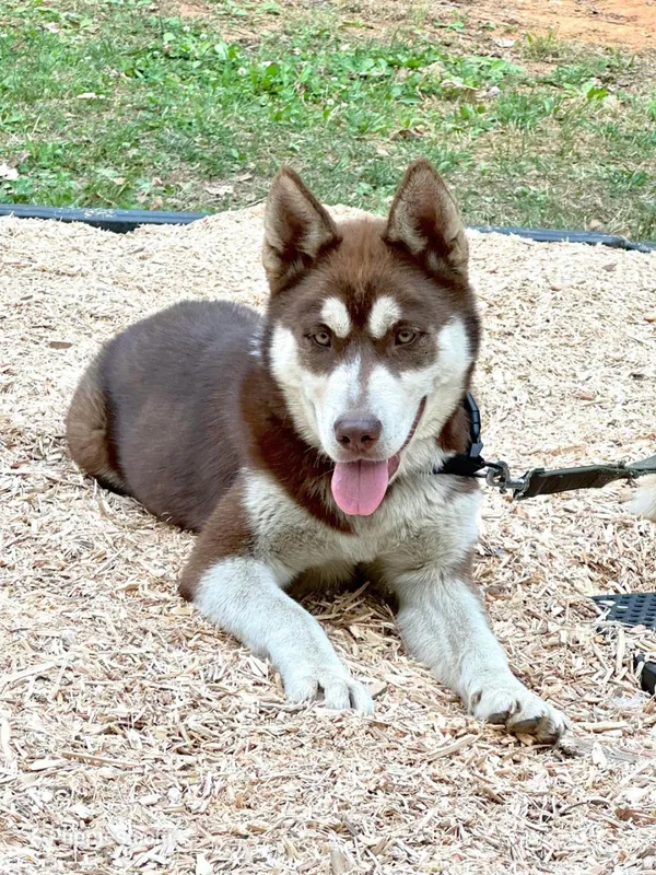 Teddy  – Siberian Husky puppy for sale in Greensboro, NC