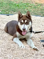 Teddy , a male Siberian Husky for sale in Greensboro, NC – 1 of 1