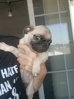 Puppy1, a male Pug for sale in Colorado Springs, CO – 5 of 5