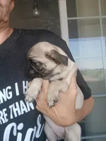 Puppy1, a male Pug for sale in Colorado Springs, CO – 3 of 5