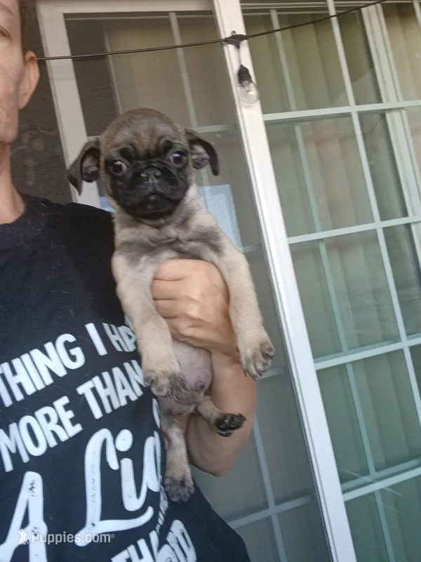 Puppy1 – Pug puppy for sale in Colorado Springs, CO