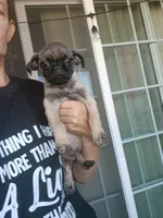 Puppy1, a male Pug for sale in Colorado Springs, CO – 1 of 5