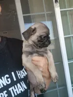 Puppy1, a male Pug for sale in Colorado Springs, CO – 2 of 5