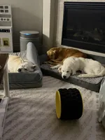 Margo, a female English Cream Golden Retriever for sale in New Caney, TX – 6 of 10