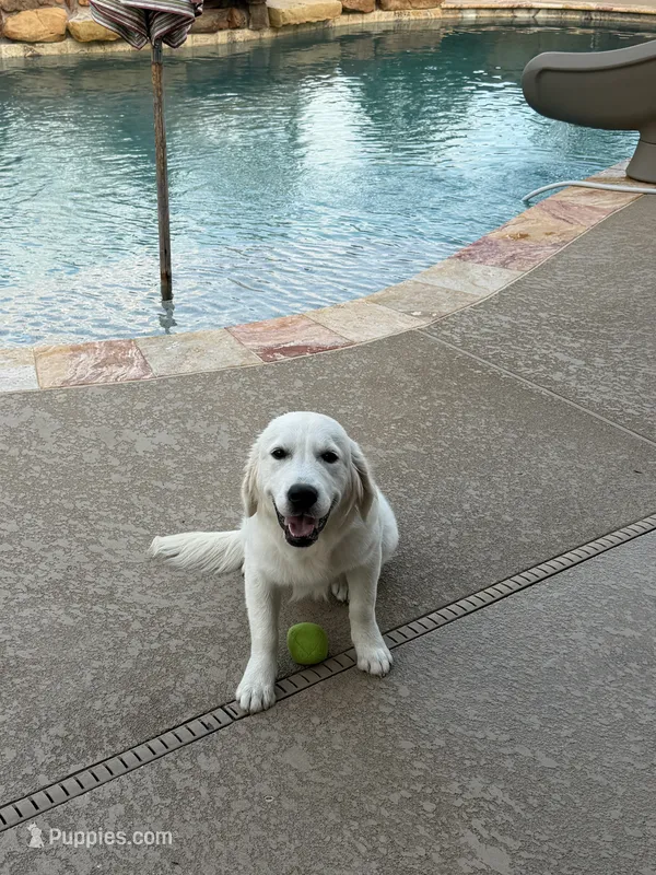 Margo – English Cream Golden Retriever puppy for sale in New Caney, TX