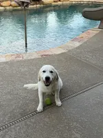 Margo, a female English Cream Golden Retriever for sale in New Caney, TX – 1 of 10