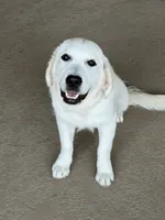 Margo, a female English Cream Golden Retriever for sale in New Caney, TX – 4 of 10