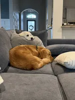 Margo, a female English Cream Golden Retriever for sale in New Caney, TX – 10 of 10