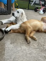 Margo, a female English Cream Golden Retriever for sale in New Caney, TX – 7 of 10