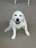 Margo, a female English Cream Golden Retriever for sale in New Caney, TX – 2 of 10
