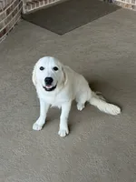 Margo, a female English Cream Golden Retriever for sale in New Caney, TX – 3 of 10