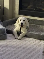 Margo, a female English Cream Golden Retriever for sale in New Caney, TX – 8 of 10