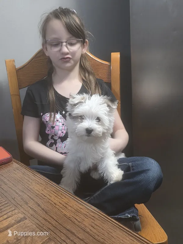 Snowball – Morkie puppy for sale in Mount Vernon, OH