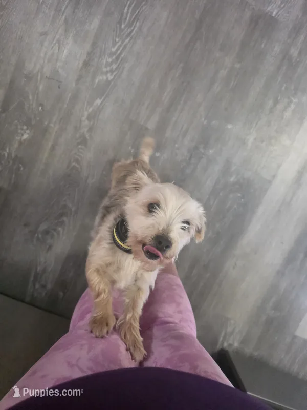 Marley, a female Morkie for sale in Mount Vernon, OH – Photo 1 of 1