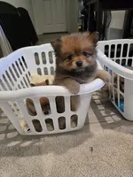 Autumn , a female Pomeranian for sale in Menifee, CA – 1 of 3