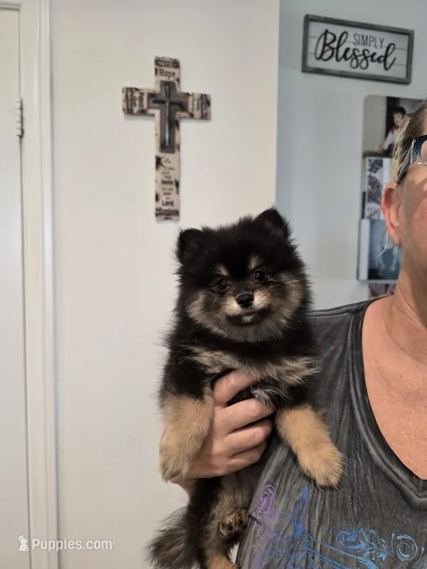 Misty – Pomeranian puppy for sale in Menifee, CA