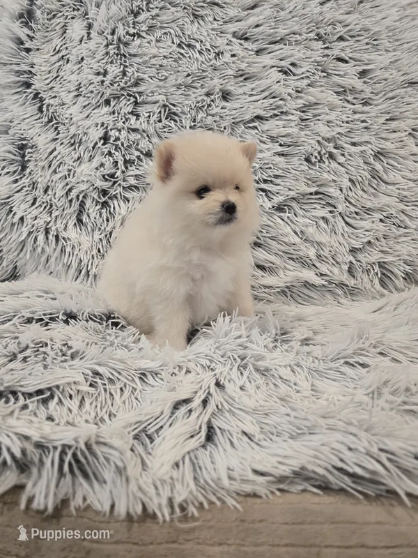 Summer  – Pomeranian puppy for sale in Menifee, CA