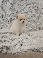 Summer , a female Pomeranian for sale in Menifee, CA – 1 of 1