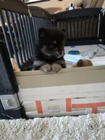 Misty, a female Pomeranian for sale in Menifee, CA – 3 of 3