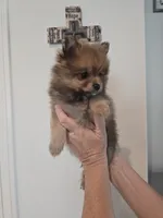 Autumn , a female Pomeranian for sale in Menifee, CA – 2 of 3
